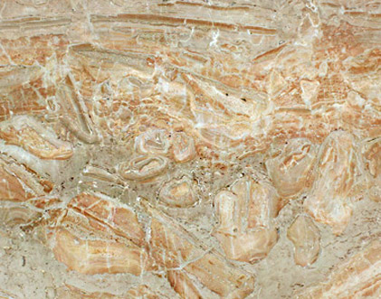Brecial Onichita